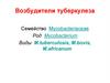 Возбудители туберкулеза. Семейство Mycobacteriaceae