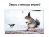 Звери и птицы весной. Скворцы