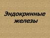 Эндокринные железы