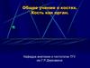 Общее учение о костях. Кость как орган