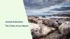 Animal Extinction: The Crisis of our Nature