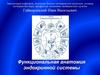 Функциональная анатомия эндокринной системы