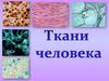 Типы тканей человека. Эпителиальная ткань