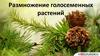 Размножение голосеменных растений
