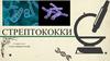 Стрептококки