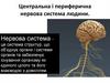 Будова нервової системи. Центральна і переферична нервова система людини