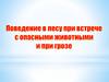 Поведение в лесу при встрече с опасными животными и при грозе