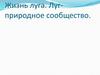 Жизнь луга. Луг - природное сообщество