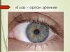 Глаз - орган зрения