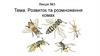 Розвиток та розмноження комах. Лекція №3