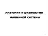 Анатомия и физиология мышечной системы