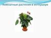 Комнатные растения в интерьере