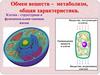 Обмен веществ - метаболизм, общая характеристика