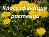 Классификация растений