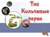 Тип Кольчатые черви