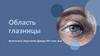 Область глазницы