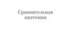 Сравнительная анатомия