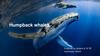 Humpback whales