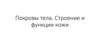 Покровы тела. Строение и функции кожи