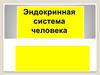 Эндокринная система человека