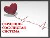 Сердечно-сосудистая система