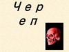 Череп