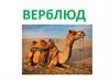 Верблюды. Два вида верблюдов