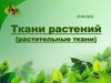 Ткани растений