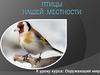 Птицы нашей местности