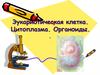 Эукариотическая клетка. Цитоплазма. Органоиды