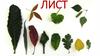 Лист