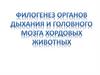 Филогенез органов дыхания и головного мозга хордовых животных