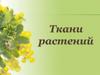 Ткани растений