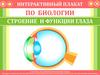 Интерактивный плакат по биологии. Строение и функции глаза