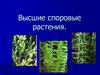 Высшие споровые растения