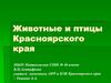 Животные и птицы Красноярского края. Белый медведь