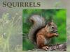 Squirrels