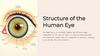 Structure of the Human Eye