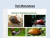 Тип Моллюски. Класс Брюхоногие  (7класс)