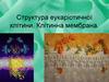 Структура еукаріотичної клітини. Клітинна мембрана. Урок 13