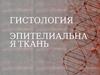 Эпителиальные ткани