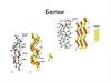 Белки. Уровни организации белковой молекулы