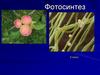 Фотосинтез. Космическая роль растений