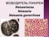Возбудитель гонореи