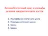Клеточный цикл и способы деления эукариотических клеток