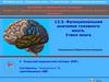 Функциональная анатомия головного мозга. Ствол мозга
