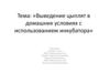 Выведение цыплят в домашних условиях с использованием инкубатора
