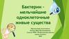 Бактерии - мельчайшие одноклеточные живые существ