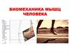 Биомеханика мышц человека