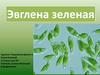 Эвглена зеленая